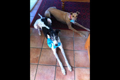 Paws to Walk Wolverhampton - 8