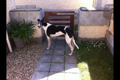 Paws to Walk Wolverhampton - 9