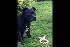 Paws to Walk Wolverhampton - 10