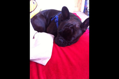 Paws to Walk Wolverhampton - 11