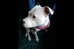 Paws to Walk Wolverhampton - 12