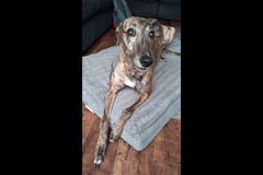 Sedgley Dogs & Mogs Wolverhampton - 6