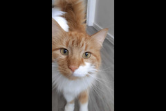 Sedgley Dogs & Mogs Wolverhampton - 7