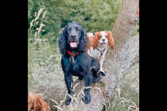 Happy Hounds Coventry
