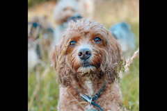 Happy Hounds Coventry - 6