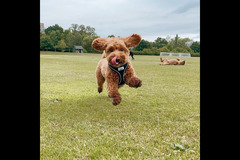 Happy Hounds Coventry - 7