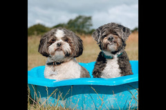 Happy Hounds Coventry - 8