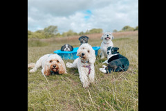 Happy Hounds Coventry - 9