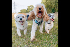 Happy Hounds Coventry - 10