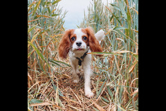 Happy Hounds Coventry - 11