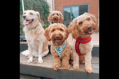 Happy Hounds Coventry - 13