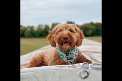 Happy Hounds Coventry - 14