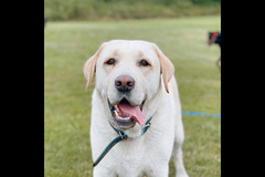 Happy Hounds Coventry - 15