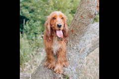 Happy Hounds Coventry - 16