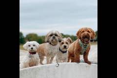 Happy Hounds Coventry - 18