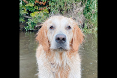 Happy Hounds Coventry - 19