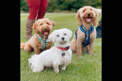 Happy Hounds Coventry - 20