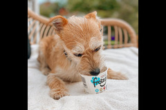 Happy Hounds Coventry - 21