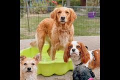 Happy Hounds Coventry - 22