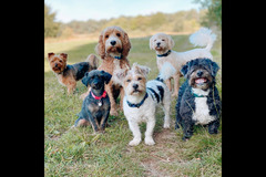 Happy Hounds Coventry - 23