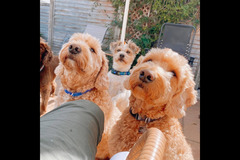 Happy Hounds Coventry - 24