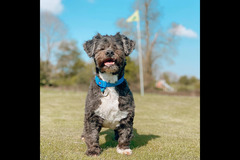 Happy Hounds Coventry - 25