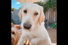 Happy Hounds Coventry - 26