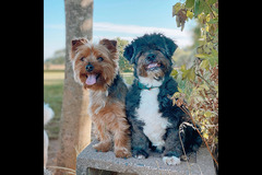 Happy Hounds Coventry - 27