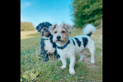 Happy Hounds Coventry - 28