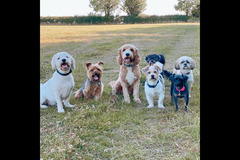 Happy Hounds Coventry - 29