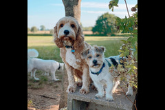 Happy Hounds Coventry - 30