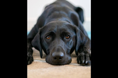 Tina Tao Photography - 11