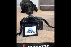 Tina Tao Photography - 12