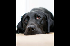 Tina Tao Photography - 14