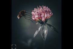 Photography by Marcus