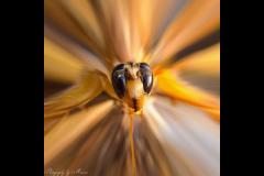 Photography by Marcus