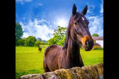 Photography by Marcus - 6