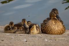 Simon Folkard Photography