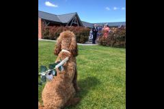 Paws2Party Solihull - 6