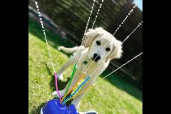 Joyful Paws Dog Trainer