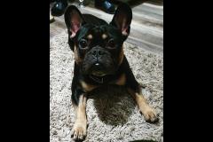 Joyful Paws Dog Trainer