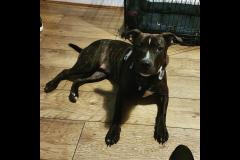 Joyful Paws Dog Trainer