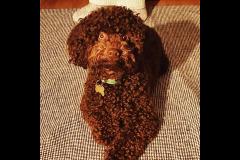 Joyful Paws Dog Trainer