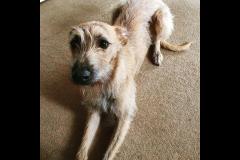 Joyful Paws Dog Trainer