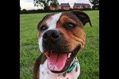 Joyful Paws Dog Trainer - 7