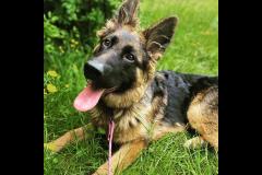 Joyful Paws Dog Trainer - 9