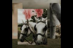 Liquid Gold Photography