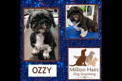 Million Hairs Dog Groomers Tamworth - 2