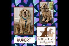 Million Hairs Dog Groomers Tamworth - 3