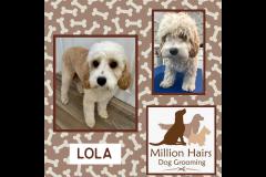 Million Hairs Dog Groomers Tamworth - 4